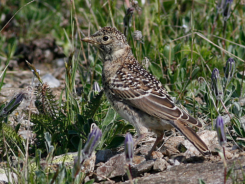 ������� ���������, ������� �����